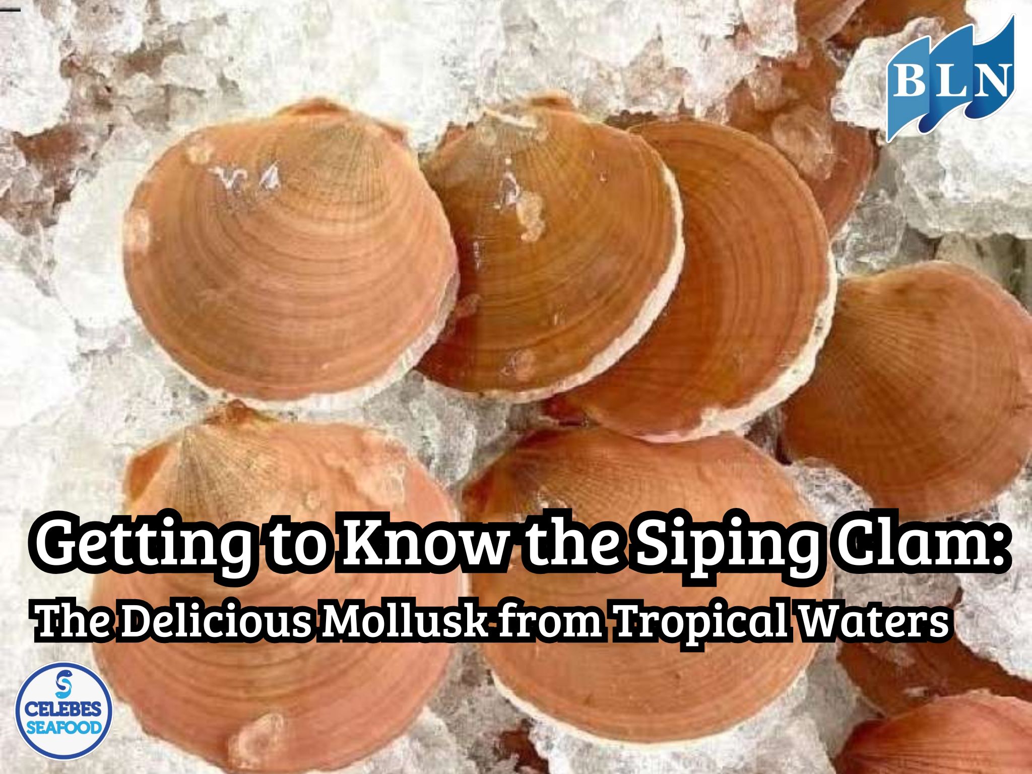 Getting to Know the Siping Clam: The Delicious Mollusk from Tropical Waters